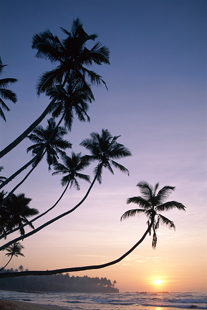 Palm trees at sunset, Unawatuna Beach, Unawatuna, Sri Lanka, Asia