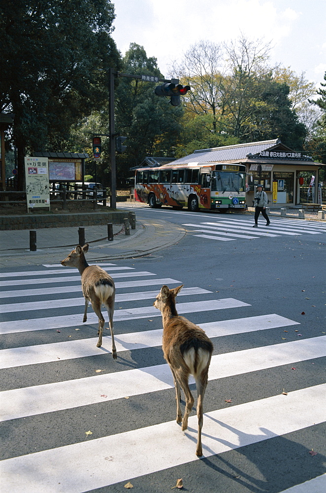 Deer crossing pedestrian crossing, Nara, Honshu, Japan, Asia