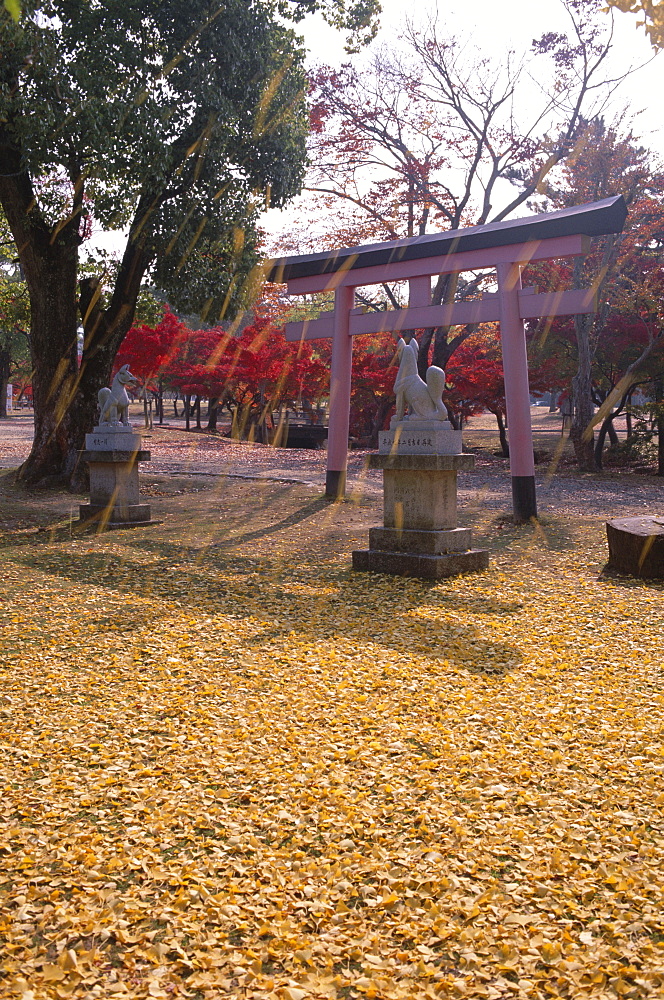 Torii gate and autumn leaves, Nara Park, Nara, Honshu, Japan, Asia