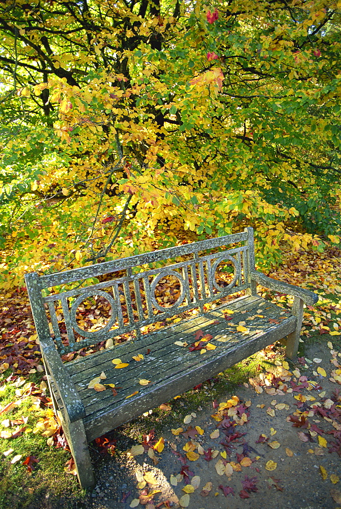 Autumn leaves in Sheffield Park Garden, Sussex, England, United Kingdom, Europe