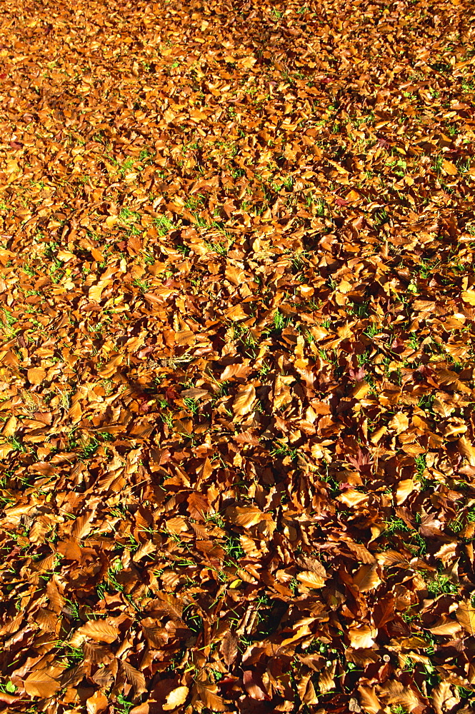 Autumn leaves in Sheffield Park Garden, Sussex, England, United Kingdom, Europe