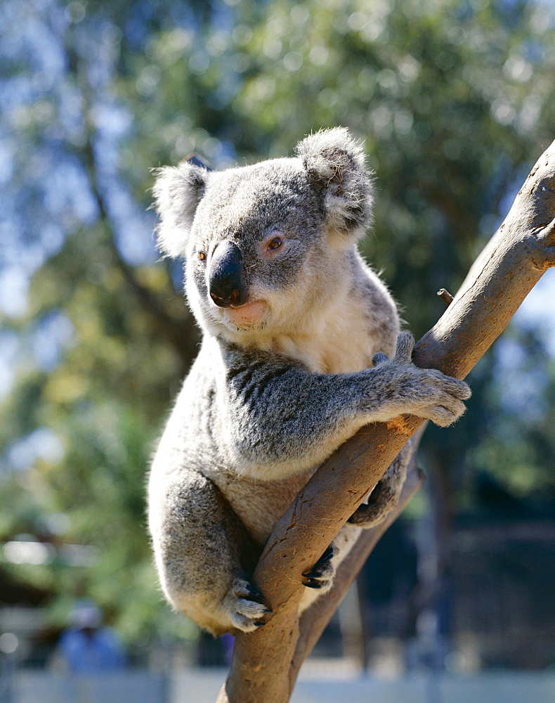 Koala bear on eucalyptus tree, Lone Pine Sanctuary, Brisbane, Queensland, Australia, Pacific