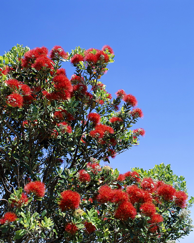 Pohutakawa tree in bloom, Auckland, North Island, New Zealand, Pacific