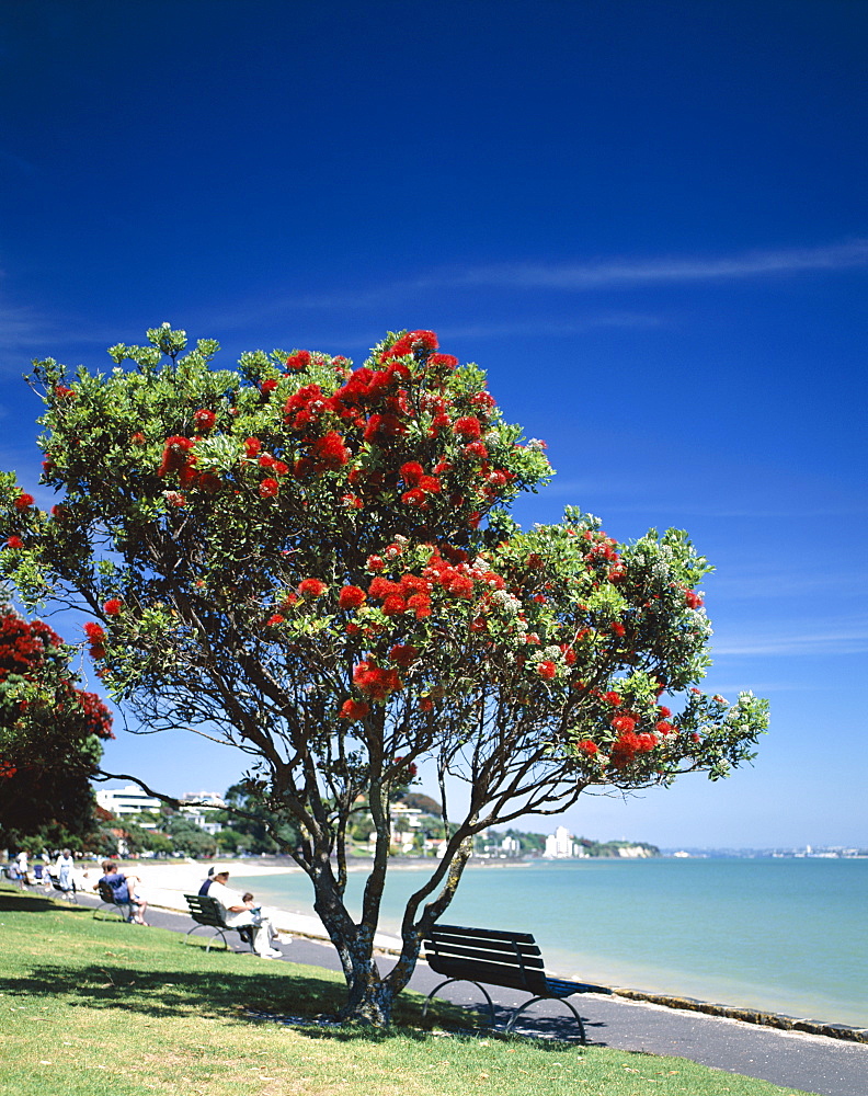 Mission Bay Beach and Pohutakawa tree, Auckland, North Island, New Zealand, Pacific