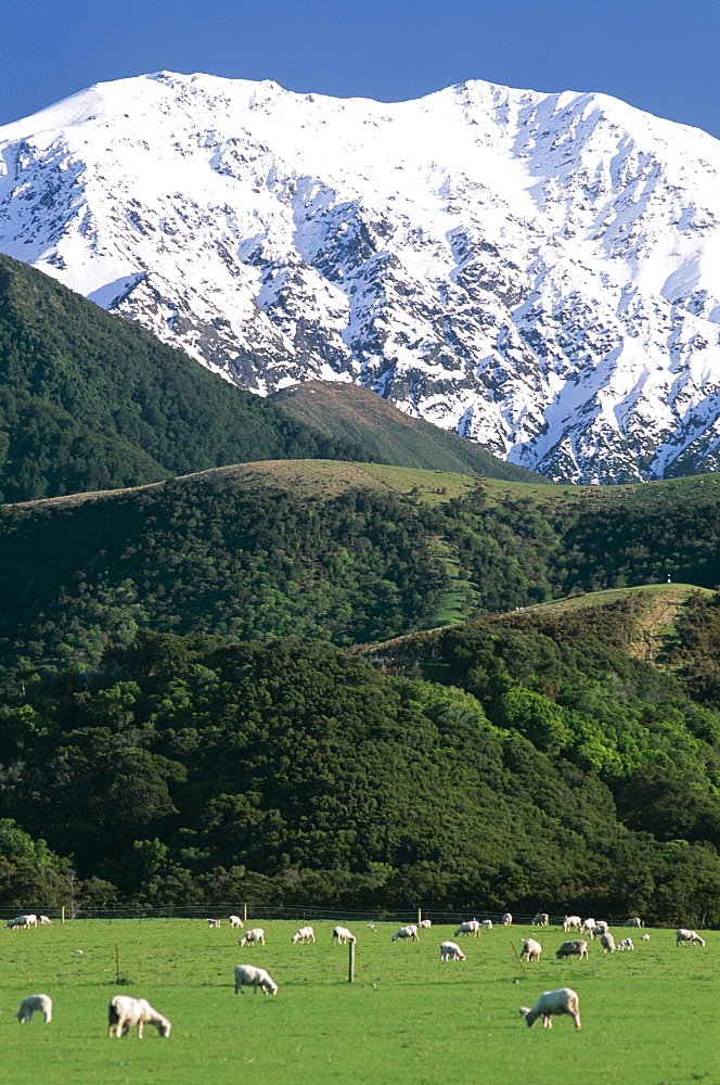 Sheep in field, The Southern Alps Mountain Ranges, Kaikoura, Canterbury, South Island, New Zealand, Pacific