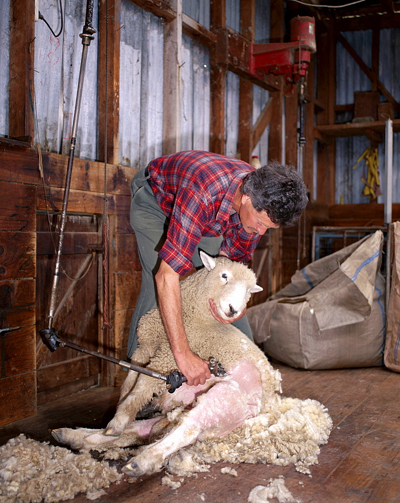 Farmer sheep shearing, North Island, New Zealand, Pacific