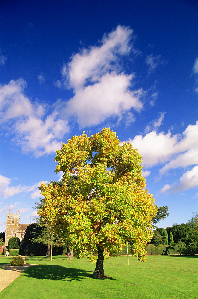 Tree in the garden at Belton House, Grantham, Lincolnshire, England, United Kingdom, Europe