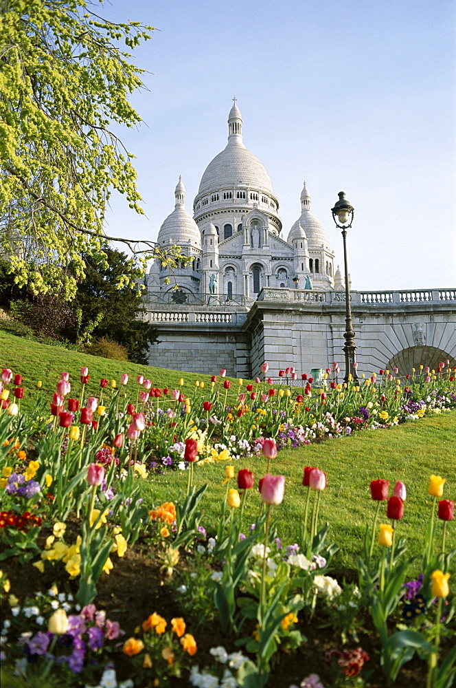 Tulips in front of the Sacre Coeur (Basilique du Sacre-Coeur), Montmartre, Paris, France, Europe