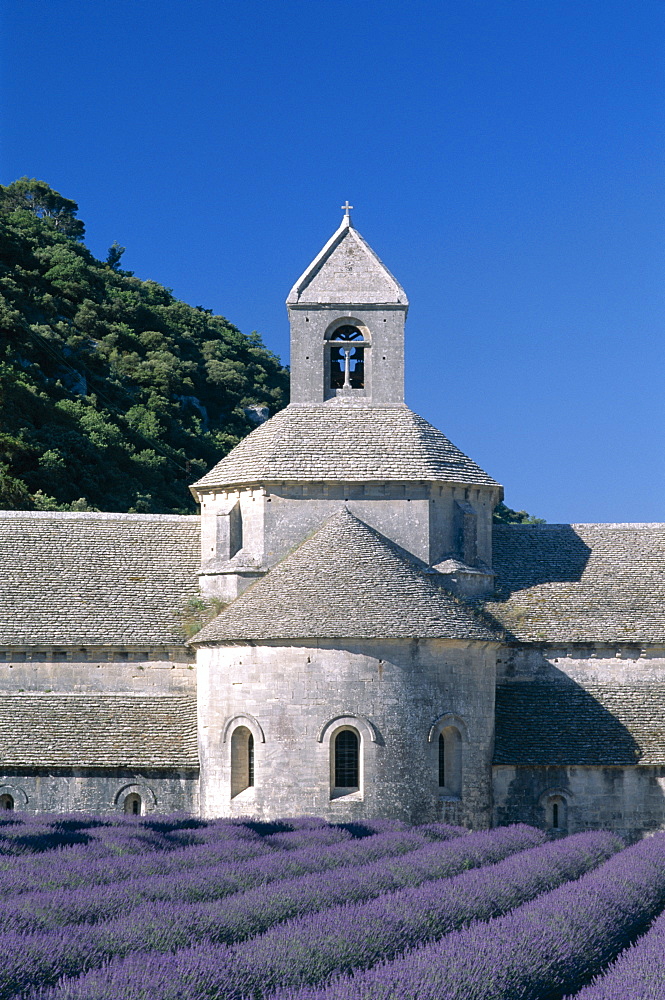 Senanque Abbey (Abbaye de Senanque) and lavender fields, Gordes, Provence, France, Europe