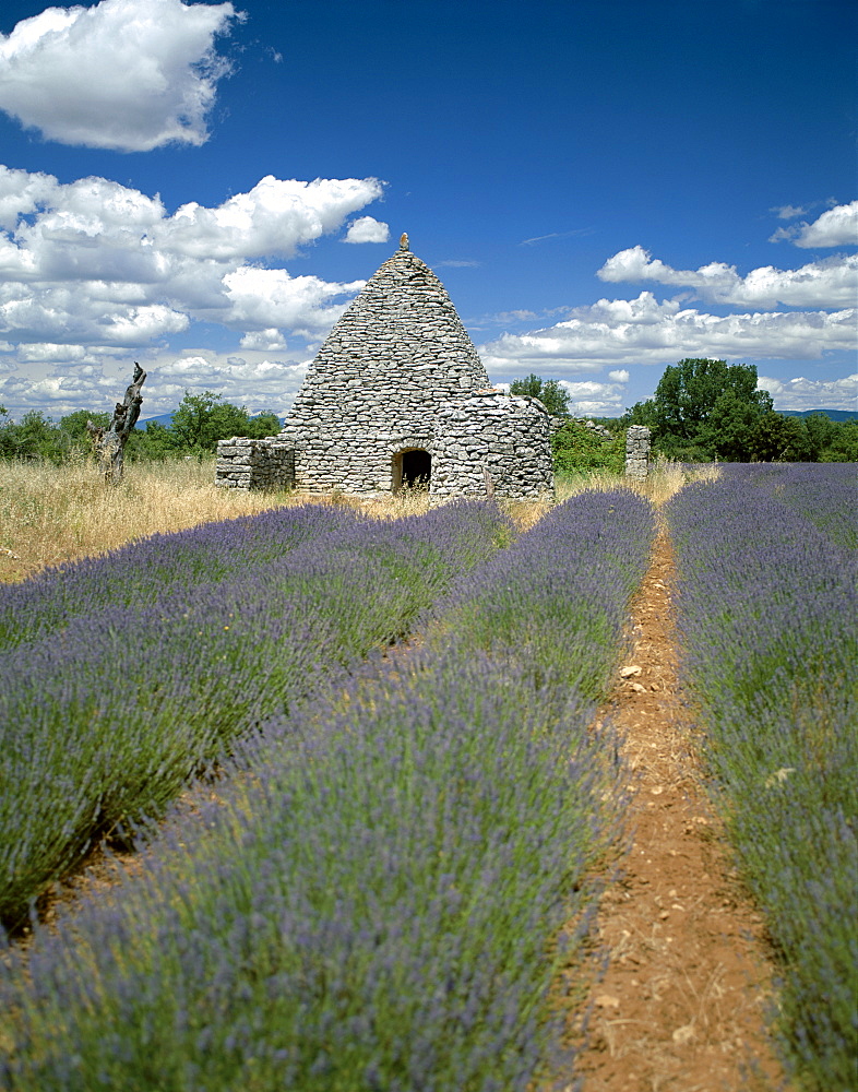 Borey (ancient dwellings) and lavender fields, Luberon, Provence, France, Europe