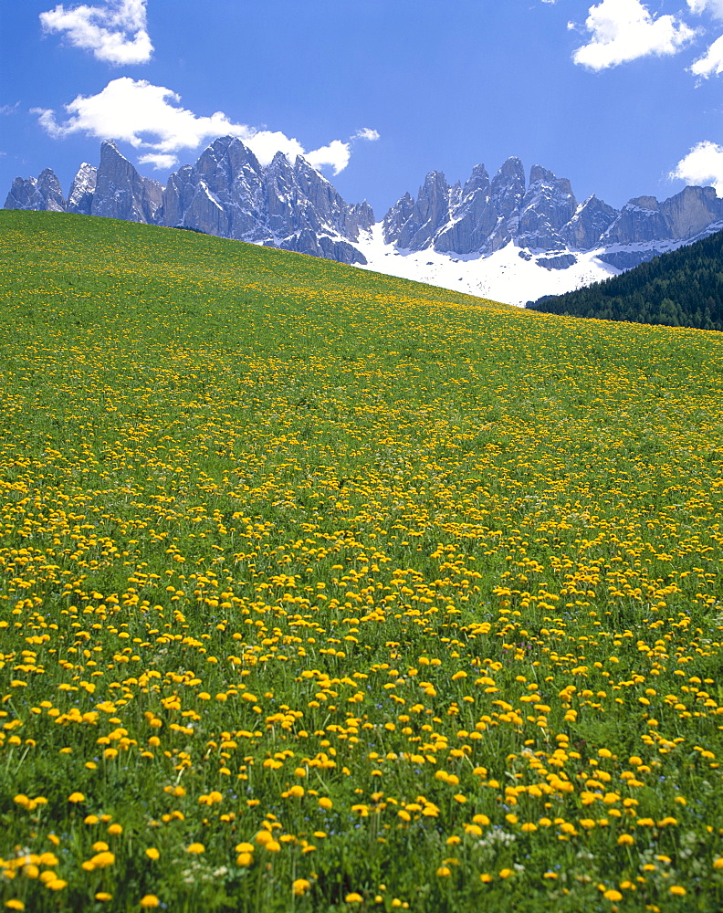 Dolomite Mountains (Dolomiti) and yellow wild flowers, Villnoss, Val di Funes, Trentino, Italy, Europe