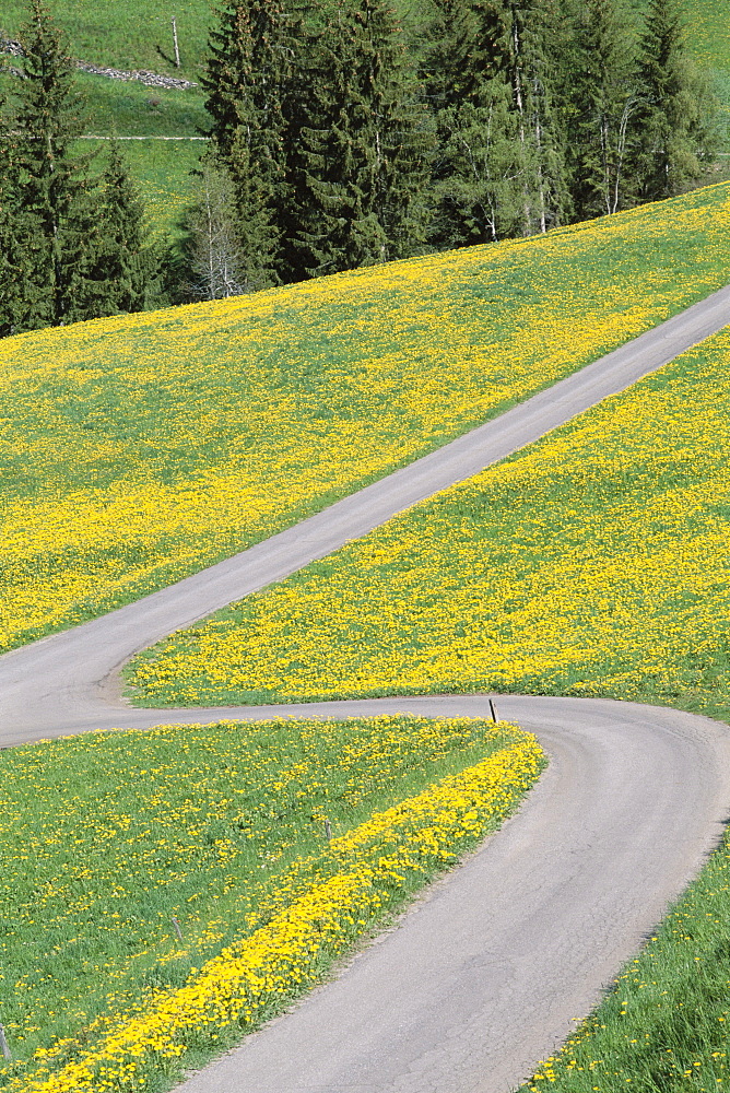 Empty winding road and yellow wild flowers, Dolomites, Italy, Europe