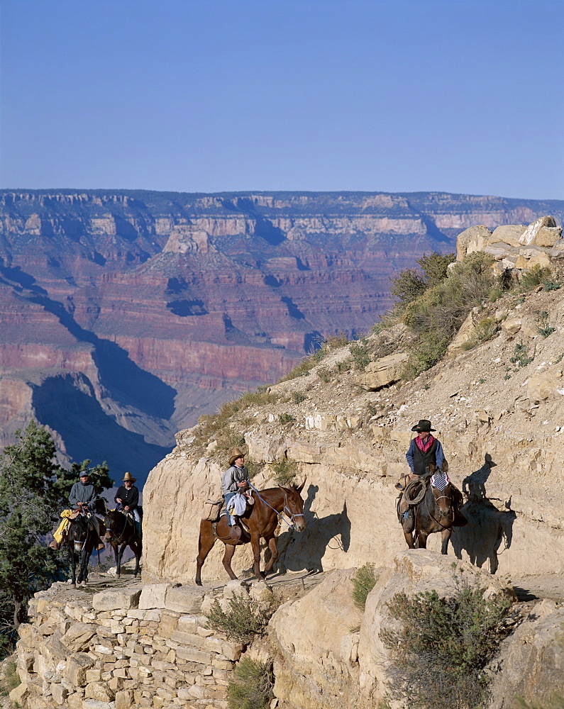 Tourists mule trekking, Grand Canyon, Grand Canyon National Park, UNESCO World Heritage Site, Arizona, United States of America, North America