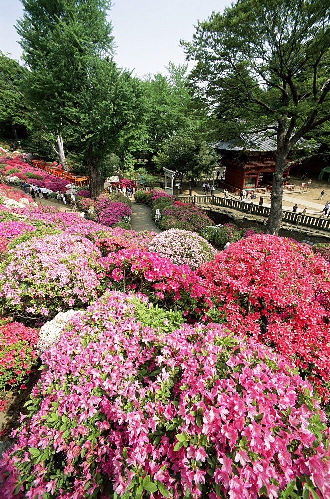 The Azalea Garden, Nezu Shrine, Tokyo, Japan, Asia