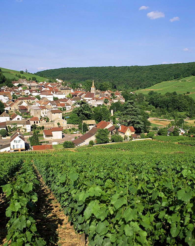 Village and vineyards, Pernand Verglesses, Burgundy, France, Europe