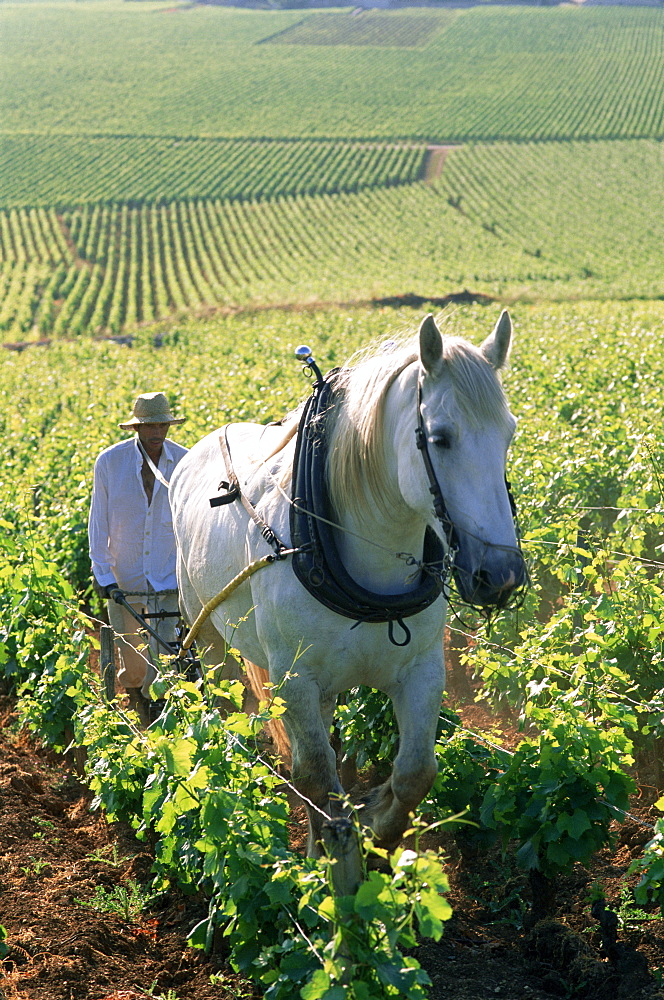 Farmer and horse ploughing vineyards, Nuits-St.-Georges, Burgundy, France, Europe