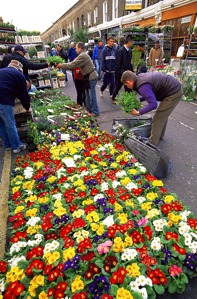 Columbia Road Flower Market, London, England, United Kingdom, Europe