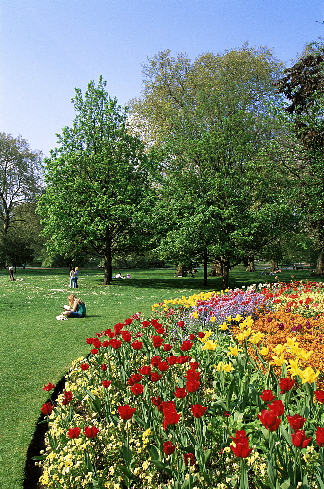 Spring flowers in St. James' Park, London, England, United Kingdom, Europe