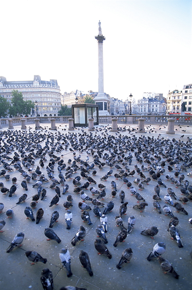 Pigeons and Nelsons Column, Trafalgar Square, London, England, United Kingdom, Europe