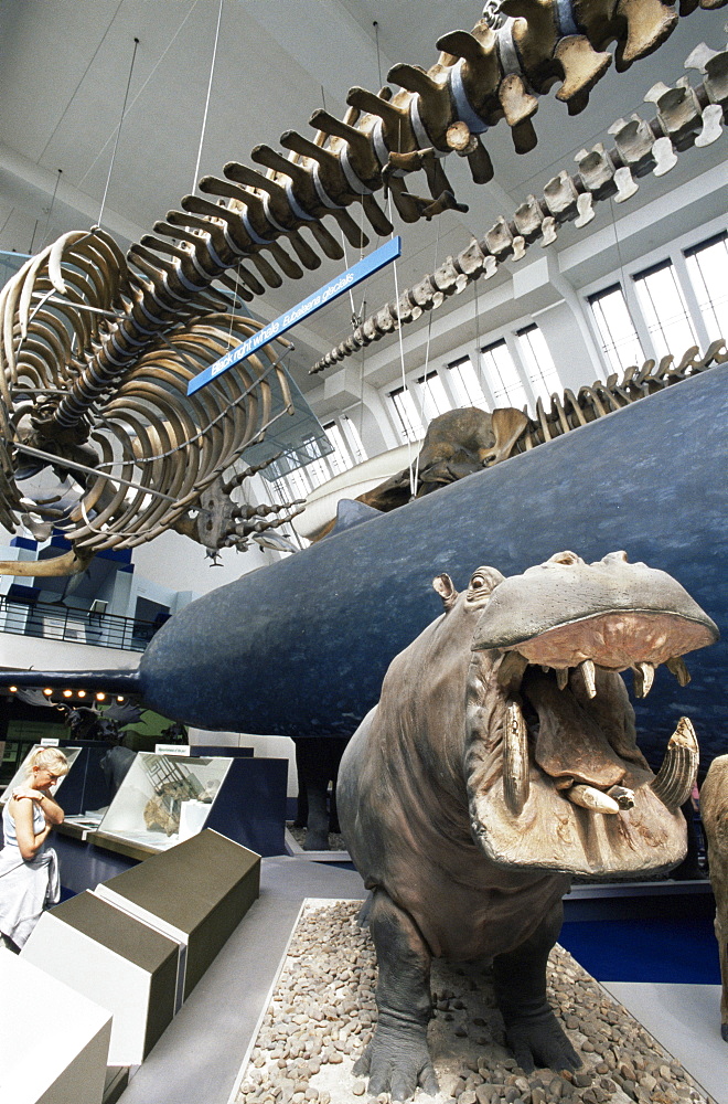 Animal exhibits, Natural History Museum, Kensington, London, England, United Kingdom, Europe