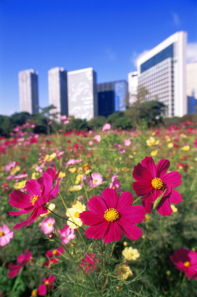 Hama Rikyu Japanese Garden and Shiodome area skyline, Tokyo, Japan, Asia