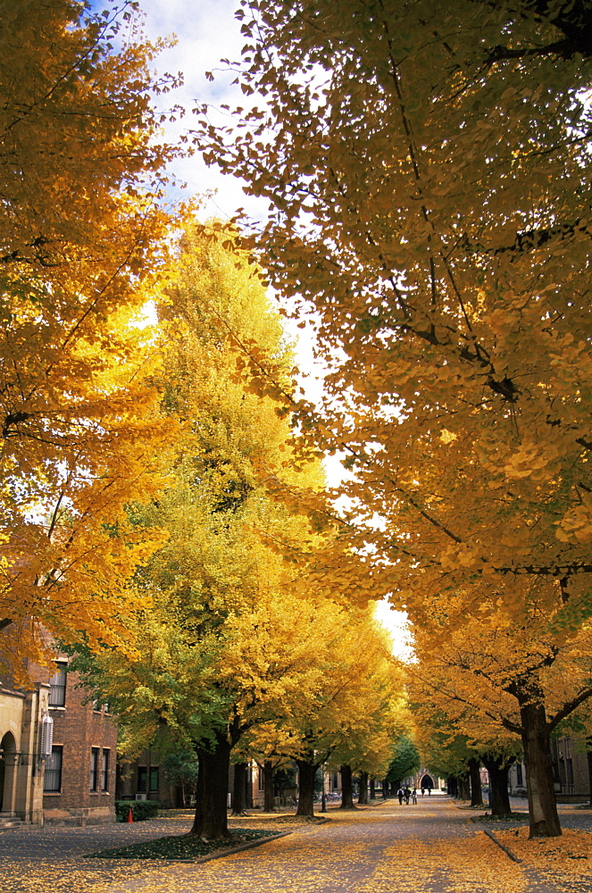 Gingko Trees with autumn foliage, Tokyo University, Tokyo, Japan, Asia