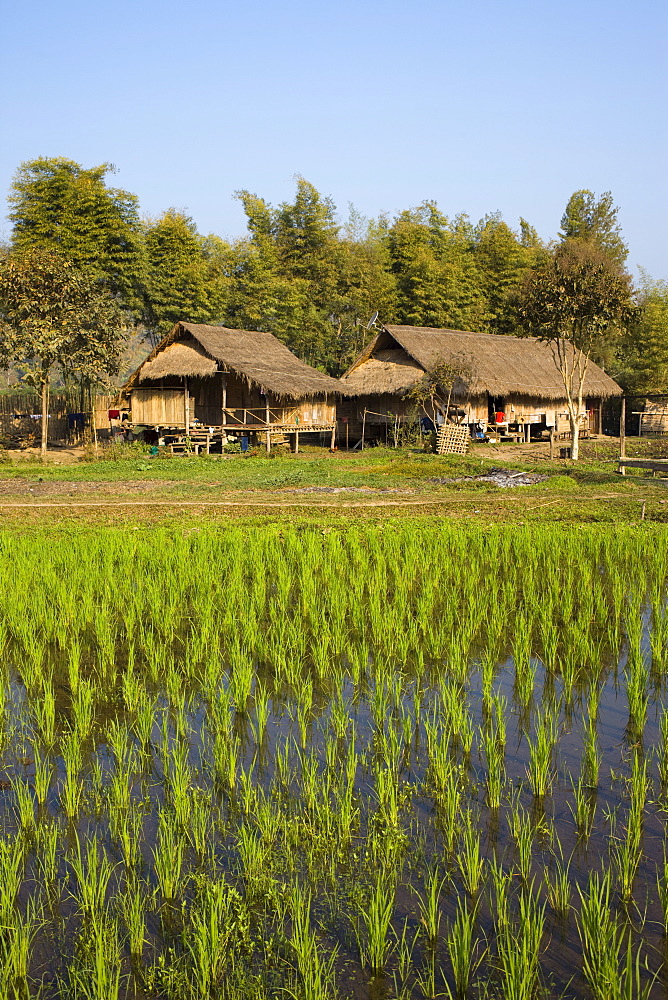 Rice field and farmhouse, Golden Triangle, Thailand, Southeast Asia, Asia