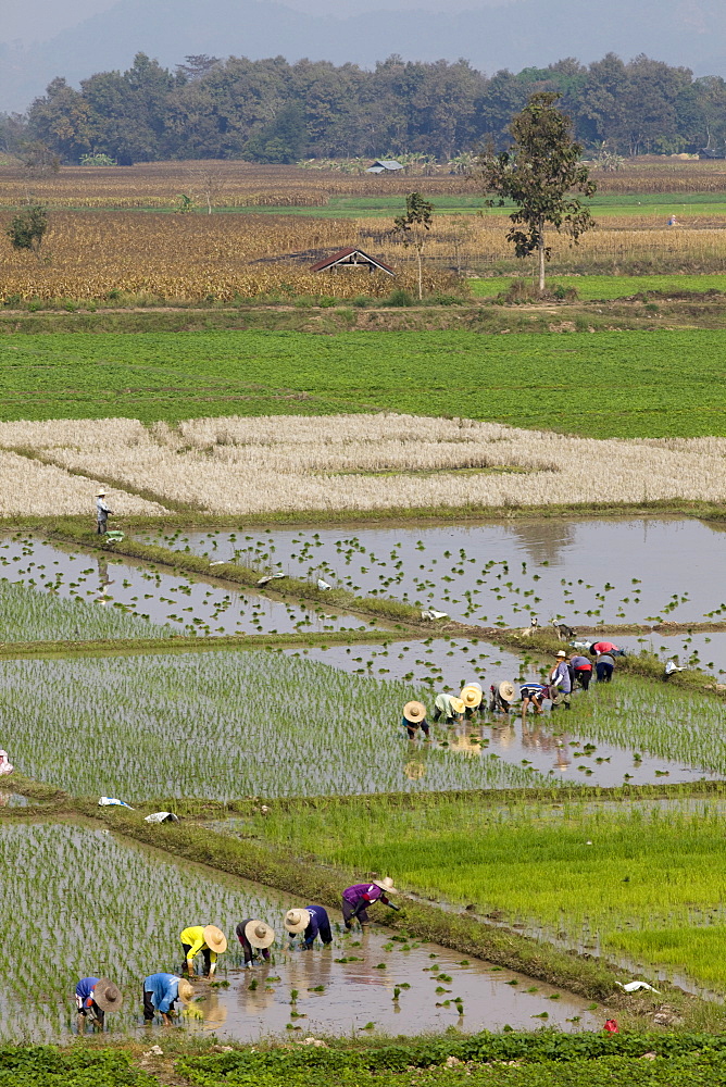 Rice planting, Chiang Mai, Thailand, Southeast Asia, Asia