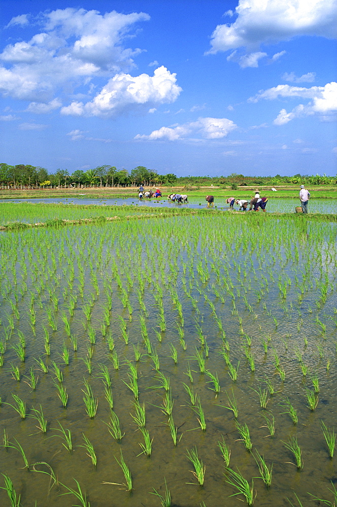 Rice paddy fields, Chiang Mai, Thailand, Southeast Asia, Asia