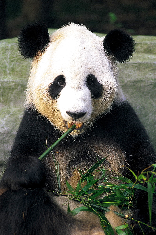 Giant panda eating bamboo at the Panda Breeding Centre, Chengdu, Sichuan Province, China, Asia