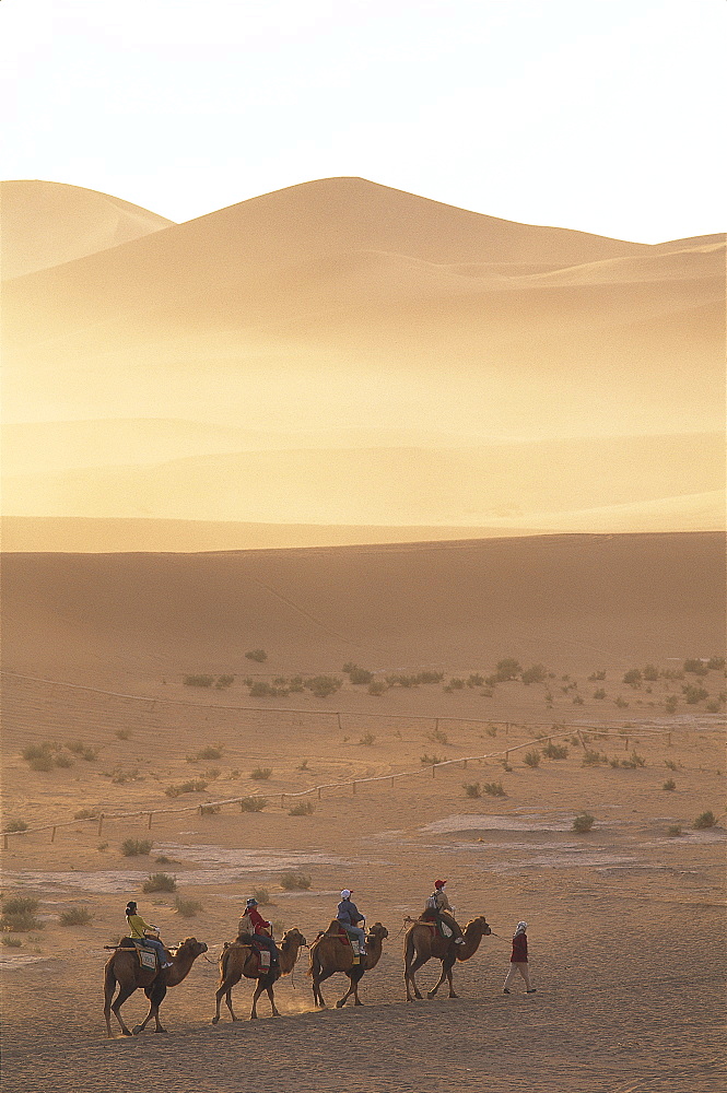 Tourists riding camels at Mount Mingshan, Dunhuang, Gansu Province, China, Asia