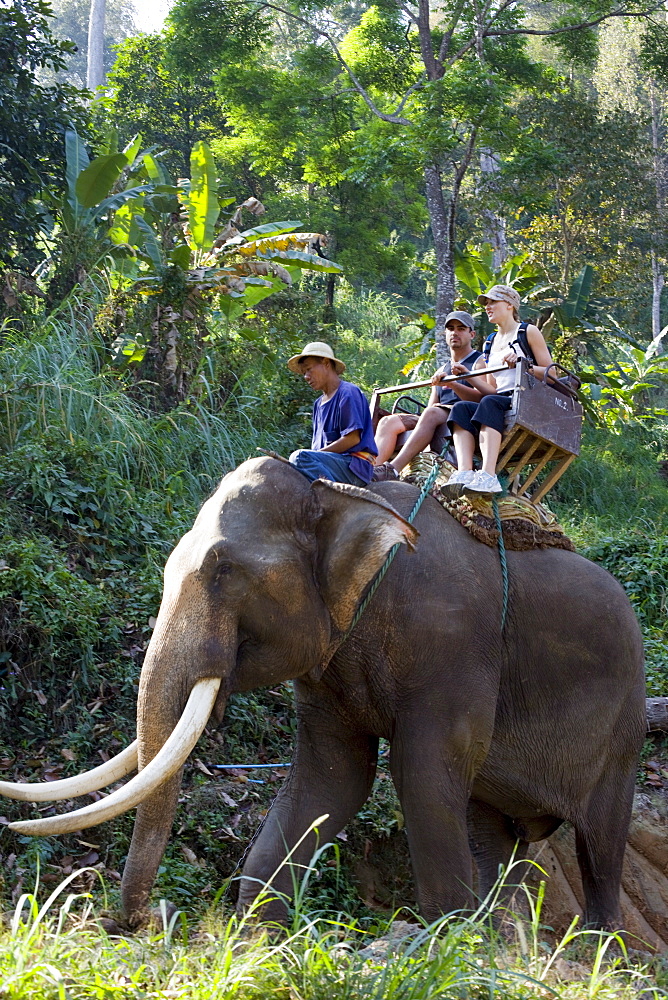 Tourist elephant trekking, Elephant Camp, Chiang Mai, Thailand, Southeast Asia, Asia