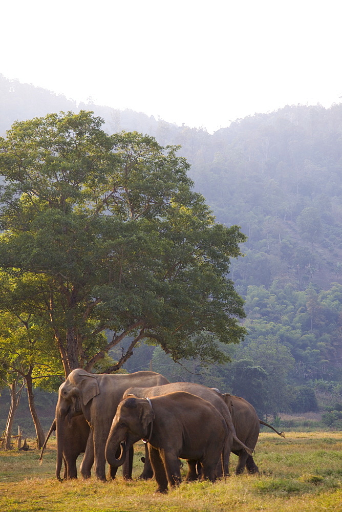 Elephants near Chiang Mai, Golden Triangle, Thailand, Southeast Asia, Asia