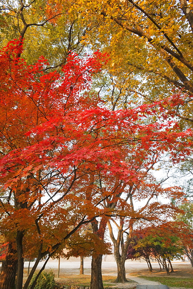 Autumn foliage, Gyerim Forest, Gyeongju, South Korea, Asia