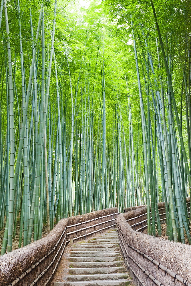 Bamboo forest, Adashino Nembutsu-ji Temple, Arashiyama, Kyoto, Japan, Asia