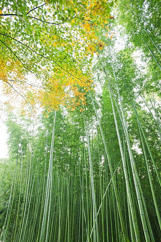 Bamboo forest, Arashiyama, Kyoto, Japan, Asia