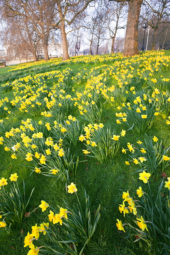 Daffodils in St. James's Park, London, England, United Kingdom, Europe