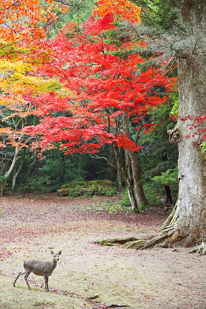 Deer and autumn leaves, Omoto Park, Miyajima Island, Japan, Asia