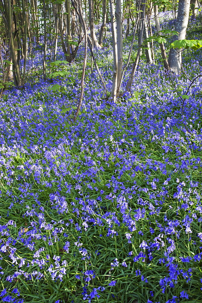 Bluebells, Kent, England, United Kingdom, Europe