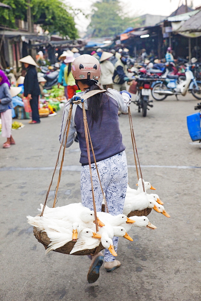 Woman carrying ducks to market, Old Town, Hoi An, Vietnam, Indochina, Southeast Asia, Asia