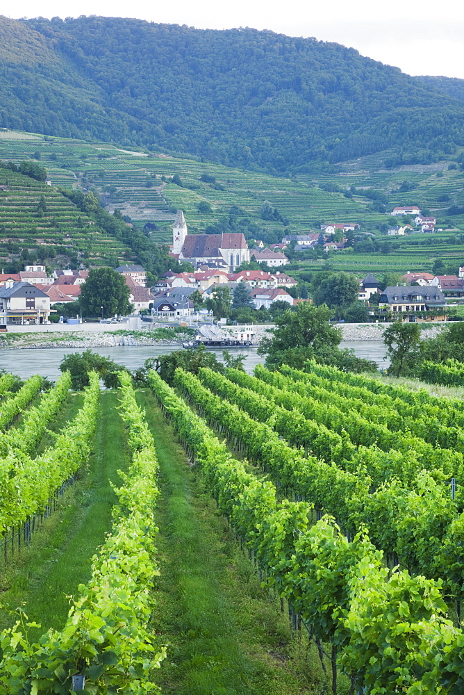 Vineyards at Spitz, Wachau Cultural Landscape, UNESCO World Heritage Site, Austria, Europe