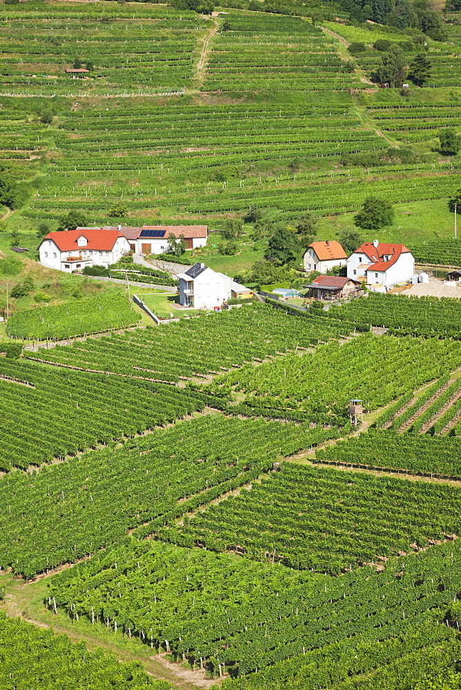 Vineyards at Spitz, Wachau Cultural Landscape, UNESCO World Heritage Site, Austria, Europe