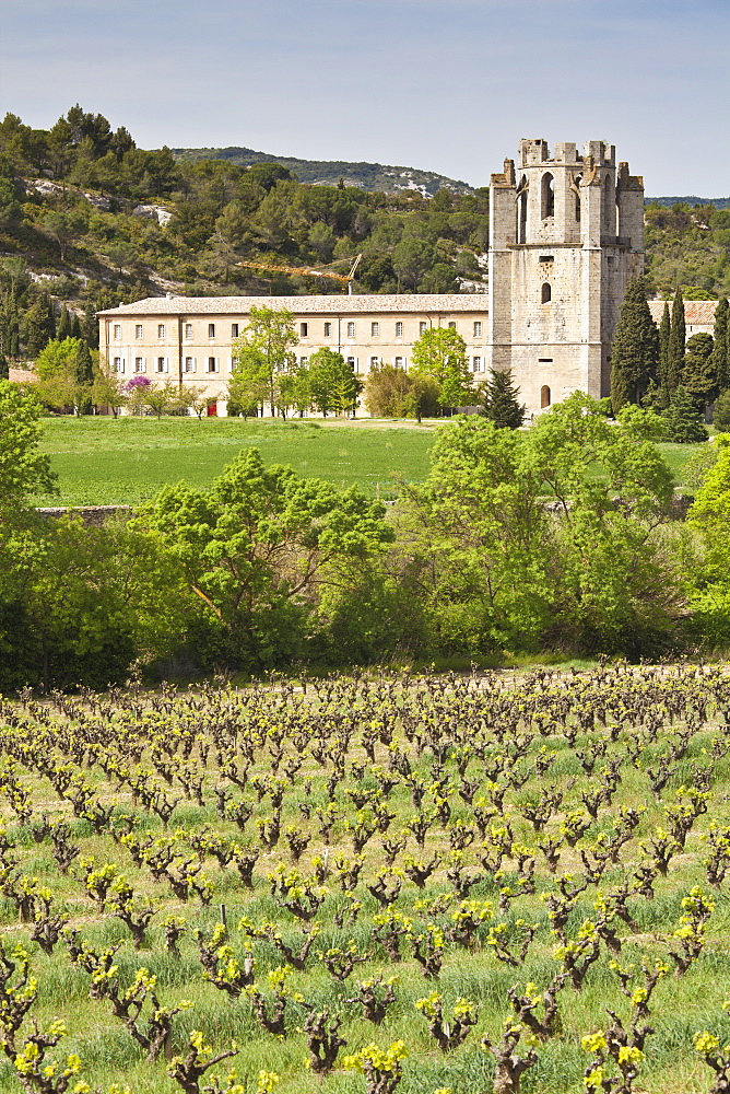 View of the Abbey of Sainte-Marie d'Orbieu, Lagrasse, across vineyards in Languedoc-Roussillon, France, Europe