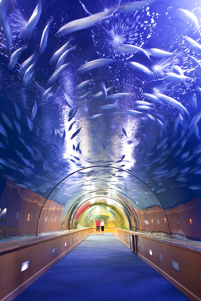 Inside a fish tank at L'Oceanographic, a marine aquarium in the City of Arts and Sciences, Valencia, Spain, Europe