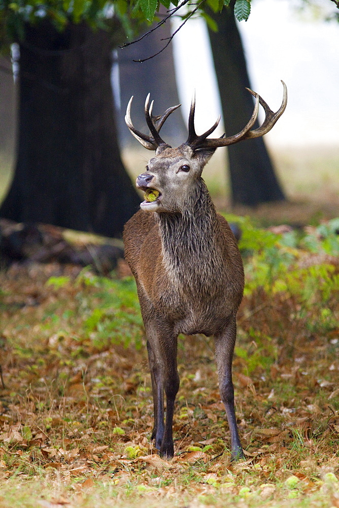 Red deer (Cervus elaphus) stag portrait, Richmond Park, Surrey, England, United Kingdom, Europe