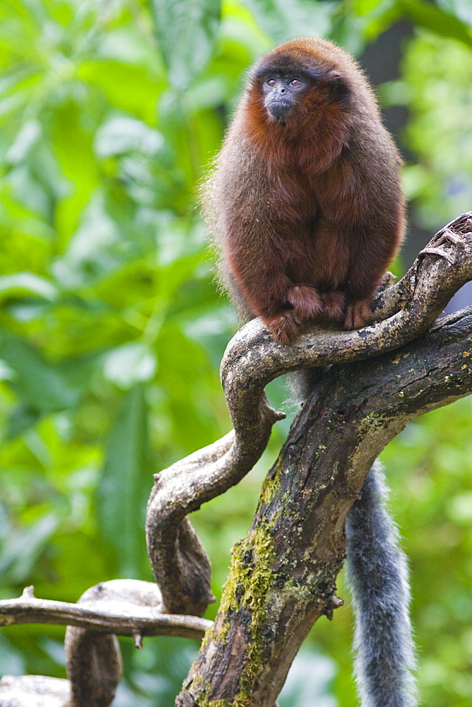 Red Titi monkey (Callicebus cupreus) on branch, controlled conditions, United Kingdom, Europe