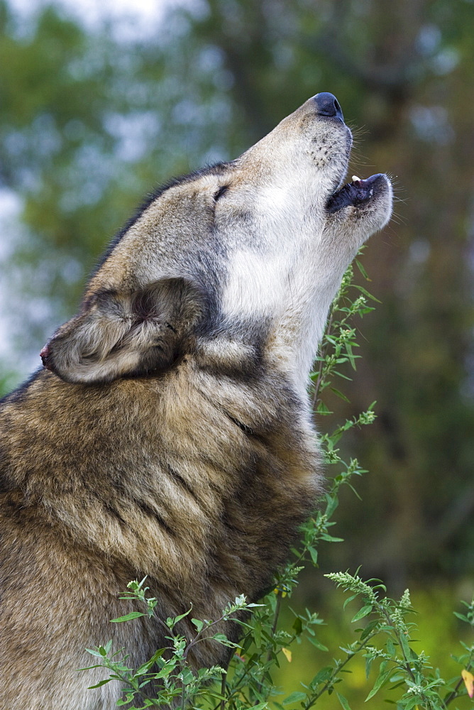 Grey wolf, Indiana, United States of America, North America