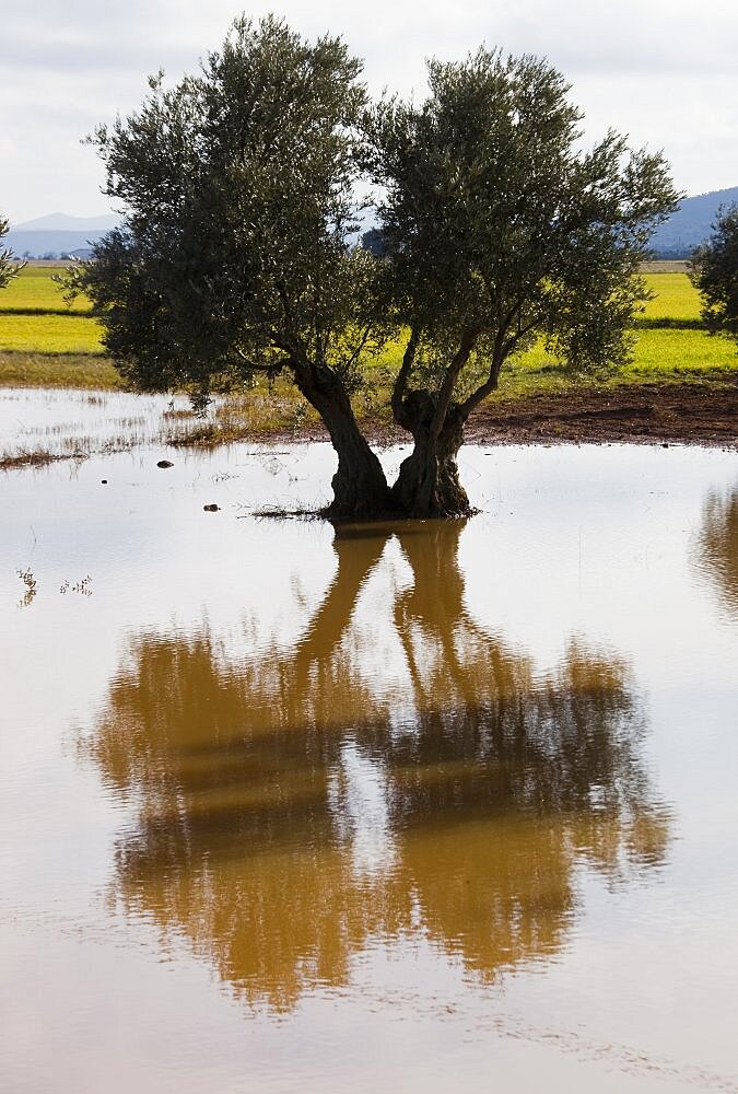 Groves of castilla la mancha in the province of toledo, Spain