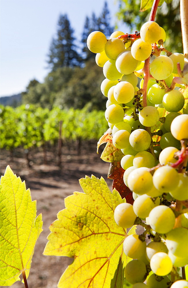 Close-up of grapes in a vineyard, Napa Valley, California, United States of America, North America 