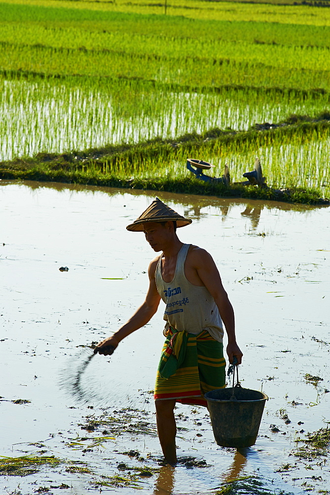 Farmer in rice field near Hpa-An, Karen State, Myanmar (Burma), Asia